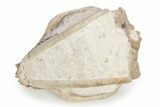 Fossil Oreodont (Leptauchenia) Skull - South Dakota #249246-3